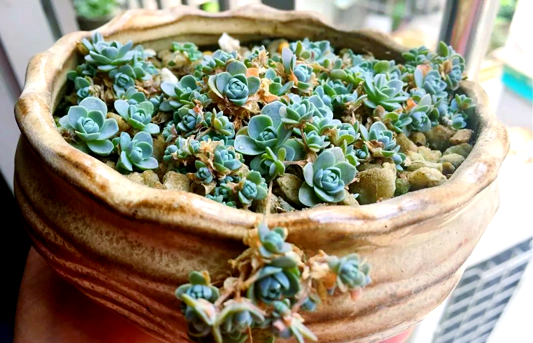 子持莲华种植技巧